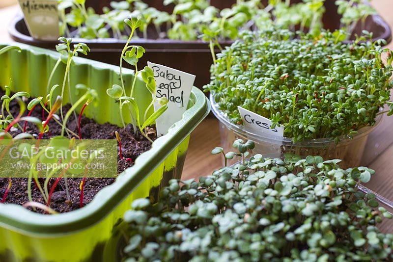Baby Leaf Salad, Mizuna, Cress 'Fine Curled' and Mustard 'White' Sinapis alba seedlings