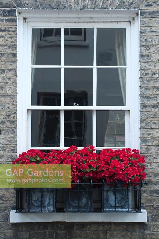 Red begonias in faux lead planters on window sill of Victorian town house