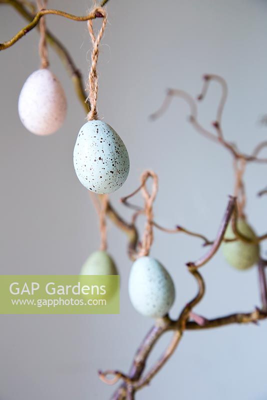 Easter eggs hanging from branch of twisted willow