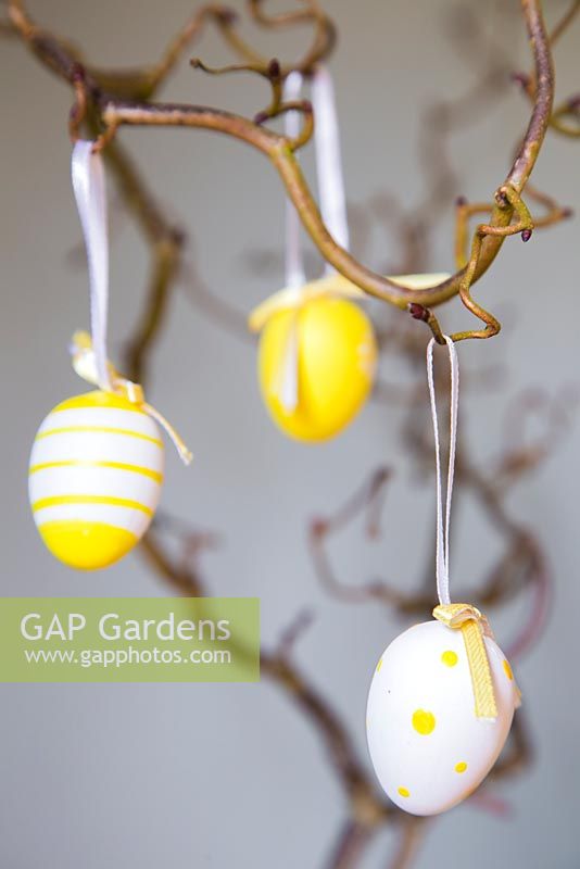Easter eggs hanging from branch of twisted willow