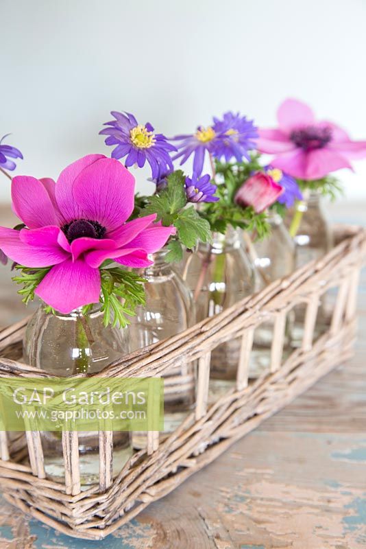 Floral arrangement of Anemone 'Harmony Orchid' and Anemone blanda.