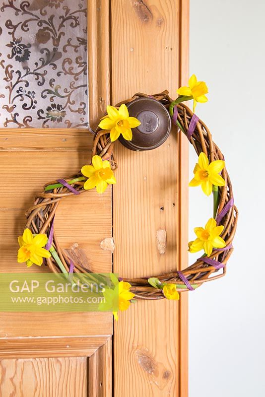 Woven Daffodil wreath hanging on door. Narcissus 'Tete a tete'