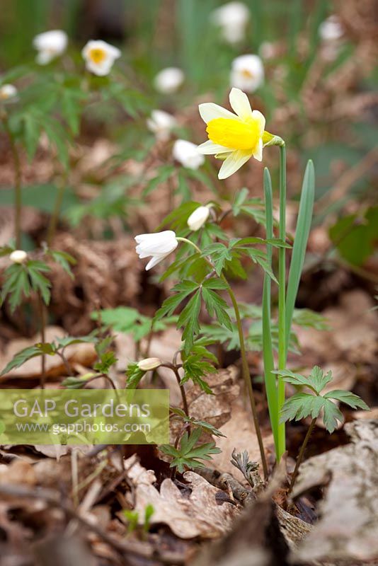 Wild daffodils growing in a woodland with wood anemones. Narcissus pseudonarcissus with Anemone nemorosa