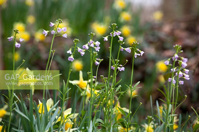Wild daffodil with Lady's Smock or Cuckooflower. Narcissus pseudonarcissus with Cardamine pratensis