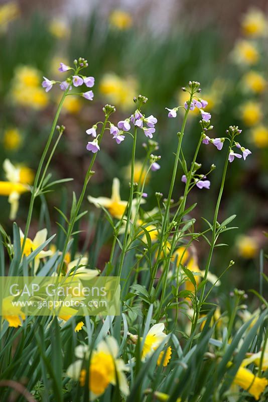 Wild daffodil with Lady's Smock (Cuckooflower). Narcissus pseudonarcissus with Cardamine pratensis