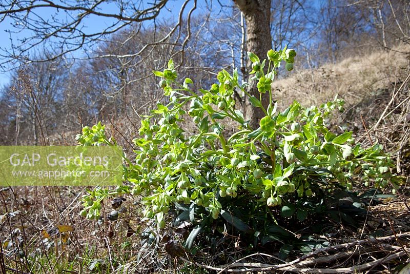 Helleborus foetidus - Stinking hellebore growing wild on a chalky bank in Gloucestershire. 