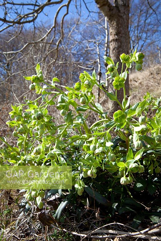 Helleborus foetidus - Stinking hellebore growing wild on a chalky bank in Gloucestershire.
