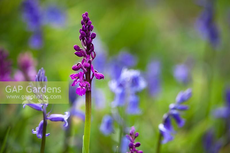 Orchis mascula and Hyacinthoides non-scripta. Early Purple Orchid and bluebells growing wild in Gloucestershire. 