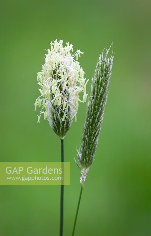 Alopecuris pratensis - Meadow Foxtail, Field Meadow Foxtail. 