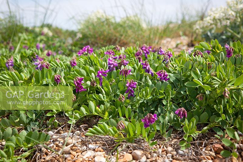Lathyrus japonicus - Sea Pea on the beach at Dungeness. 