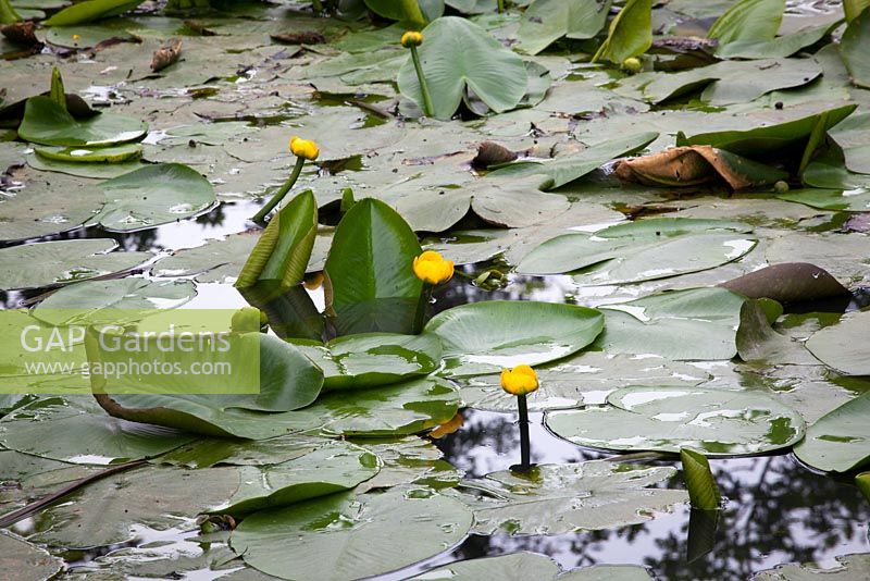 Nuphar lutea - Native Yellow Water-Lily. 