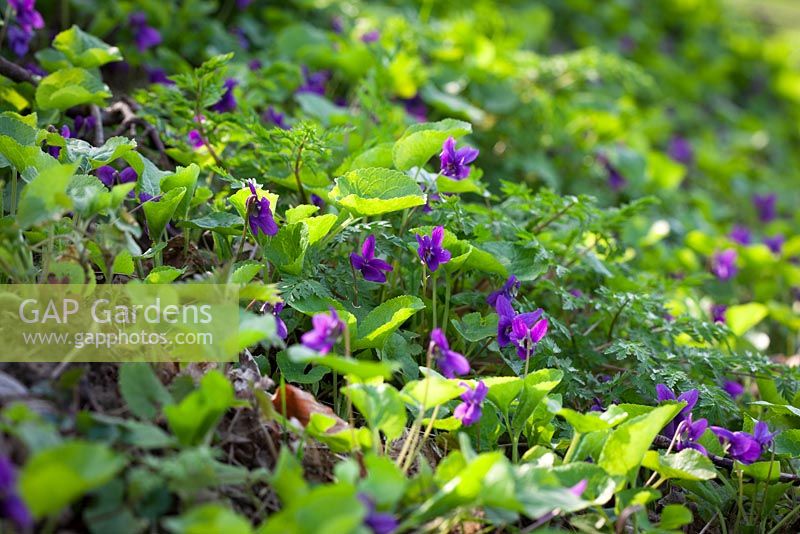  Viola odorata - Sweet Violet growing on a grassy bank.
