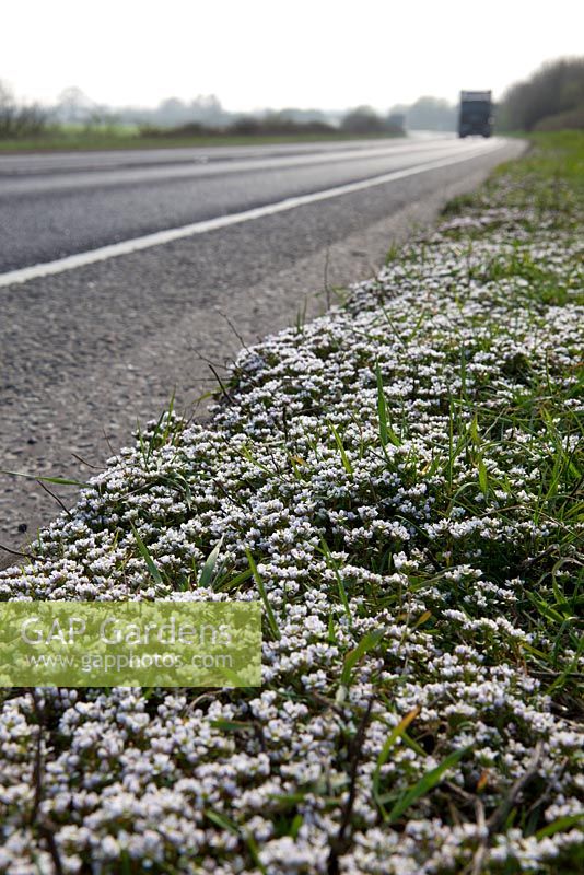 Cochlearia danica - Danish Scurvy-Grass growing along the edge of a road in Kent. 