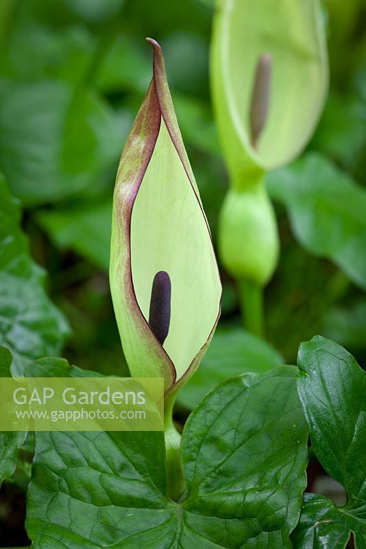  Arum maculatum - Lords and ladies growing wild at the edge of a woodland. Cuckoo Pint, Parson in the Pulpit. 