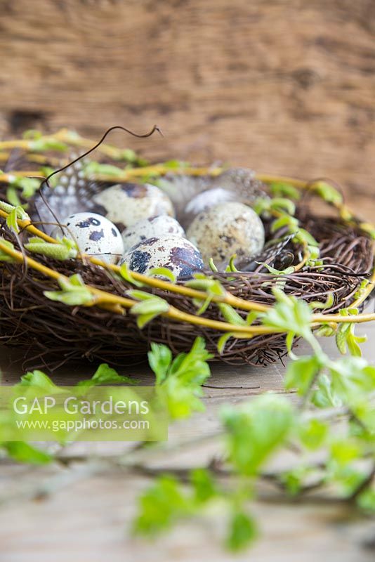 Birds nest full of Quail eggs and feathers, wrapped with Weeping willow, hawthorn foliage in foreground