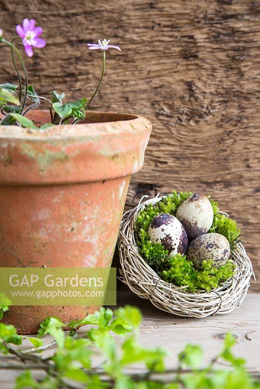 Birds nest planted with moss and Quail eggs, with Hepatica