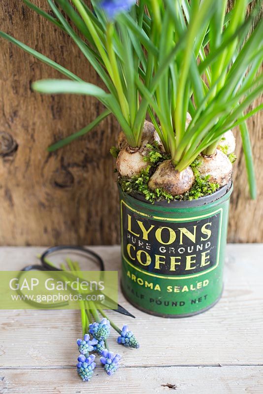 Display of Muscari planted in vintage coffee tin