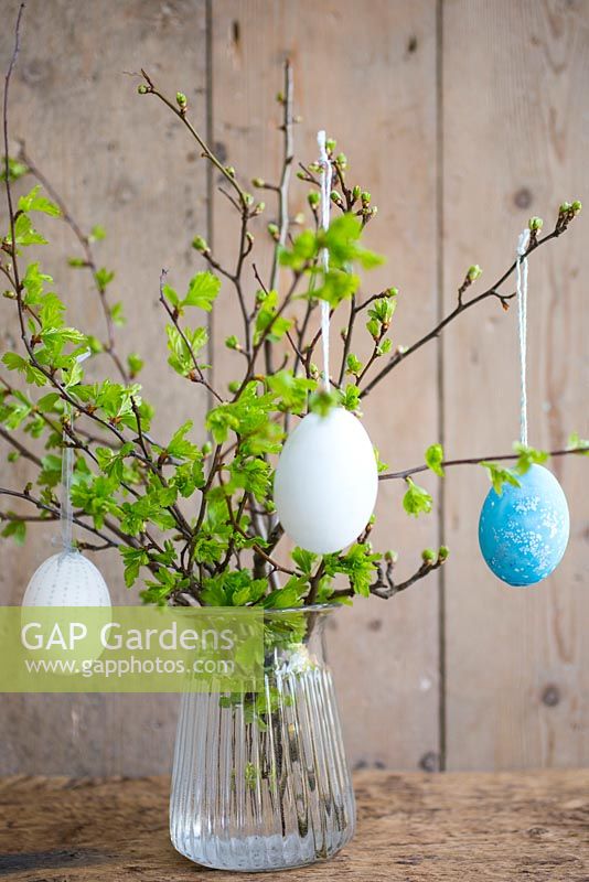 Decorated chicken eggs hanging from Hawthorn branches