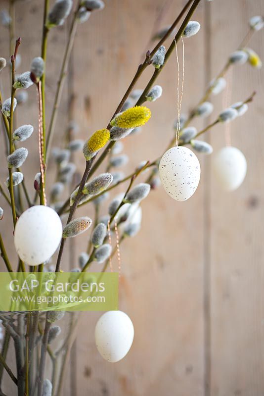 Small eggs hung from Pussy willow branches