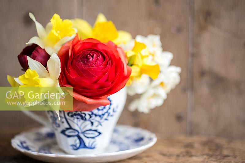 Floral display of Ranunculus and Narcissi in decorative cup