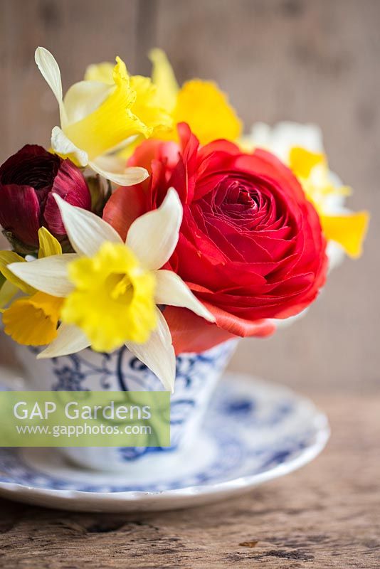 Floral display of Ranunculus and Narcissi in decorative cup