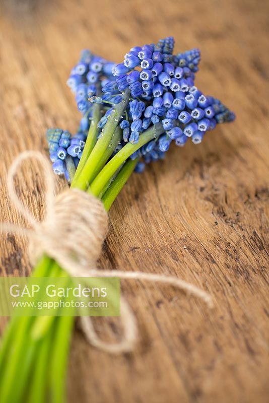 Muscari wrapped together by string