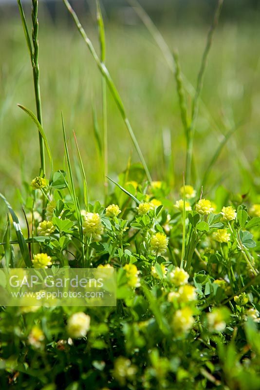 Trifolium dubium - Lesser Trefoil. 