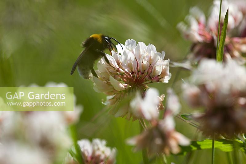 Trifolium repens - Bee on White Clover. 