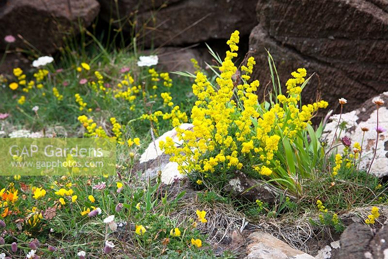 Galium verum and Lotus corniculatus - Lady's Bedstraw and Bird's-foot Trefoil growing on cliffs at The Lizard Peninsula, Cornwall.