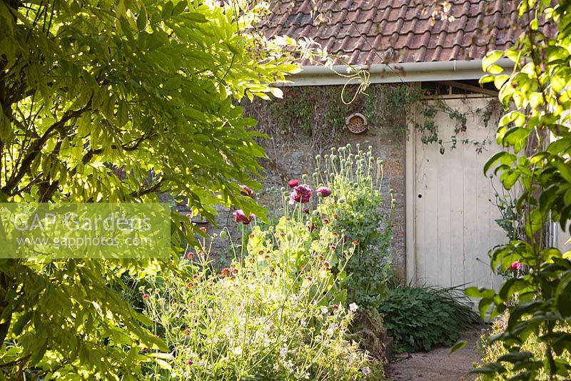Path to stone outhouse with Wisteria Papaver Scaboisa and Geranium alongside and rustic bee house on wall