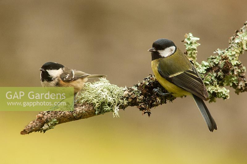Great tit - parus major and coal tit - periparus ater on lichen covered branch