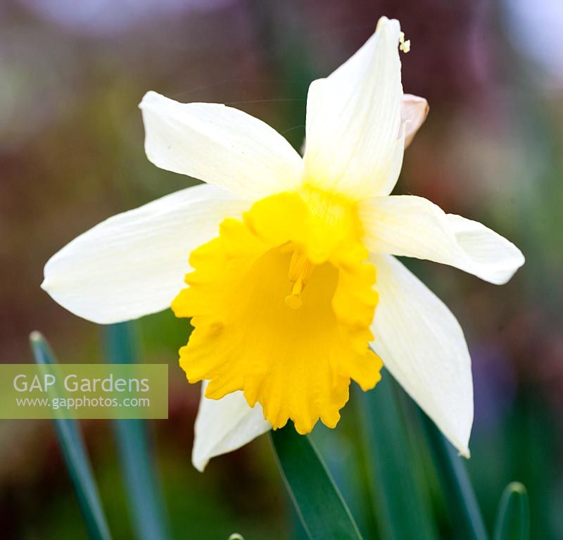Narcissus pseudonarcissus 'Lobularis'