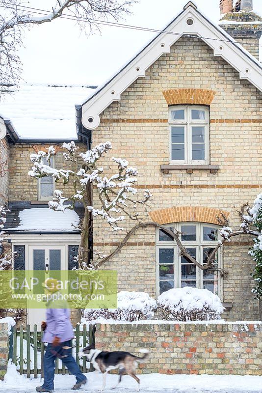 Victorian village house in winter with wisteria.