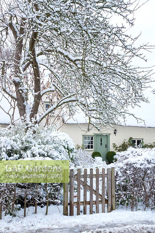 View to thatched house in winter framed by old pear tree. Hawthorn hedge with rustic gate. Front door with box balls.