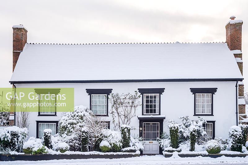 Village house with carefully maintained clipped and trained trees and shrubs in narrow front garden. Mahonia, box, yew, euonymus, lonicera etc. Snowy winter scene.
