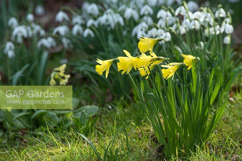 Narcissus 'Bowles early sulphur' with Galanthus nivalis and Primula elatior