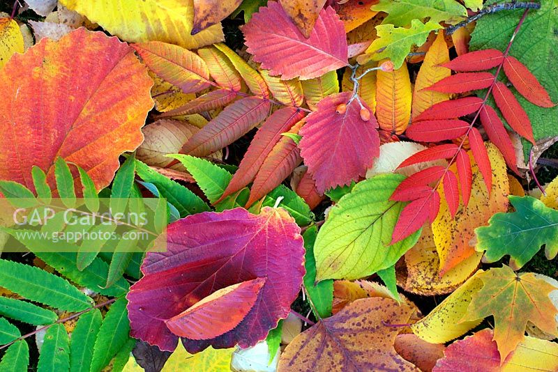 Autumn leaves, Hamamelis x intermedia 'Diane', acer capillipes , Hamamelis x intermedia 'Jelena, Cladrastis kentukea, Sorbus japonica, tulip tree, rhus tree, oak