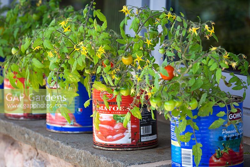 Row of tomatoes grown in recycled tomato tin containers on a window ledge at Holt Farm. Tomato 'Tumbling Tom'