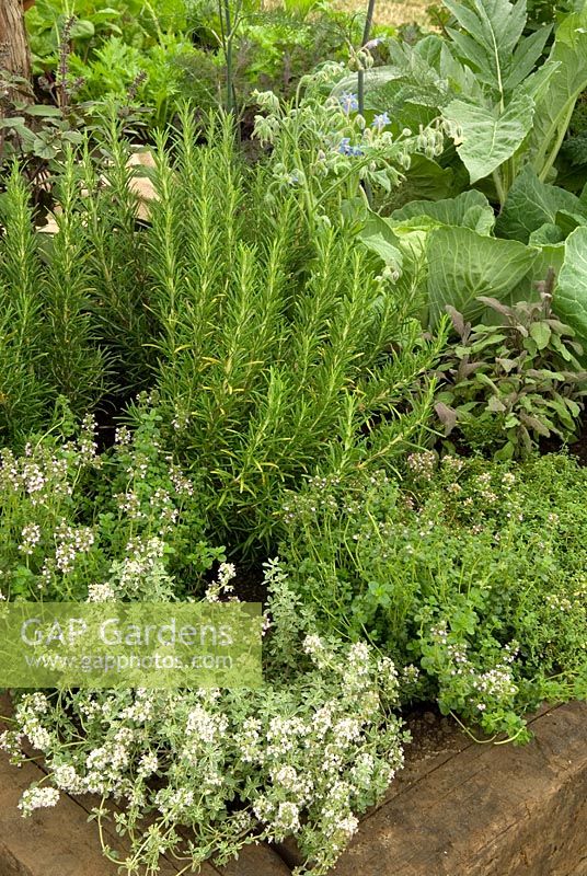 Raised bed of herbs and vegetables including Thymes, Rosemary, Fennel, Borage, Cardoon, Cabbages and Purple Sage - Hampton Court Flower Show 2013