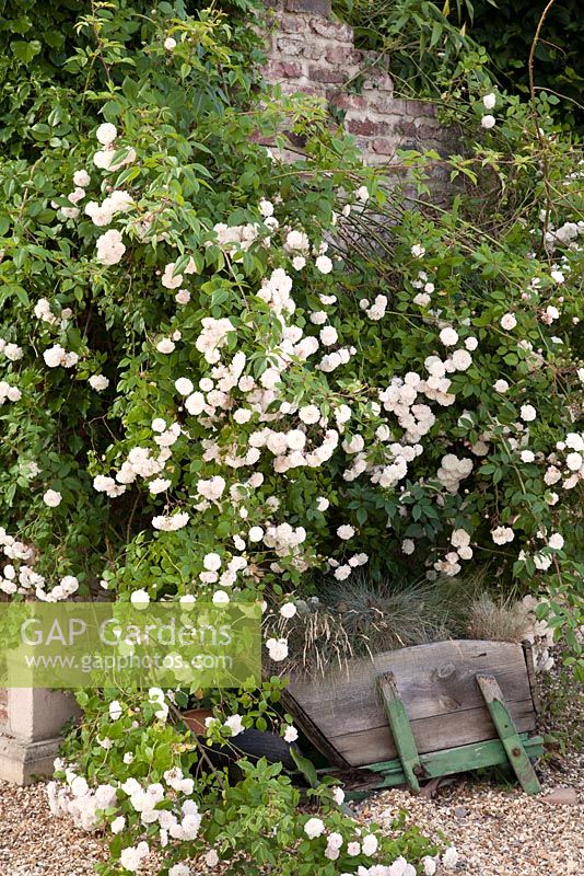 Rosa 'Felicite et Perpetue' around decorative rustic wooden wheelbarrow in country garden 