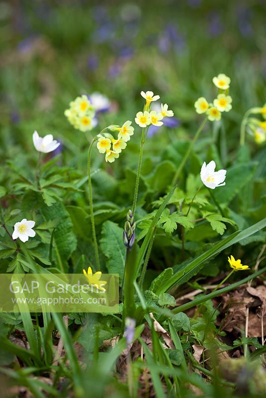 Oxlips, bluebells, celandines and wood anemones. Primula elatior, Anemone nemorosa, Hyacinthus non-scripta