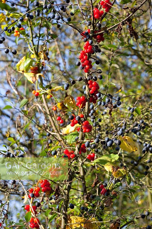 Tamus communis, Prunus spinosa - Black Bryony berries growing in an autumn hedgerow with sloes - Blackthorn. 