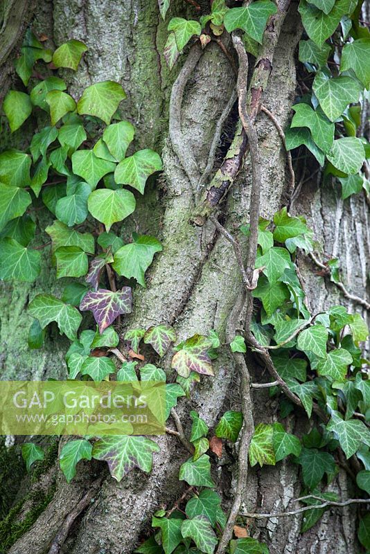 Hedera helix - Common Ivy growing up a tree trunk. 