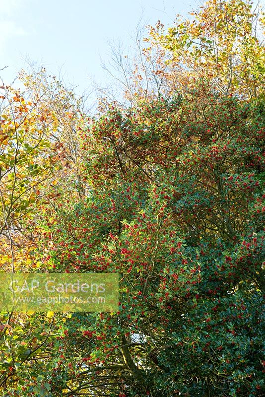 Ilex aquifolium - Holly tree in berry in the hedgerow of a Devon lane. 