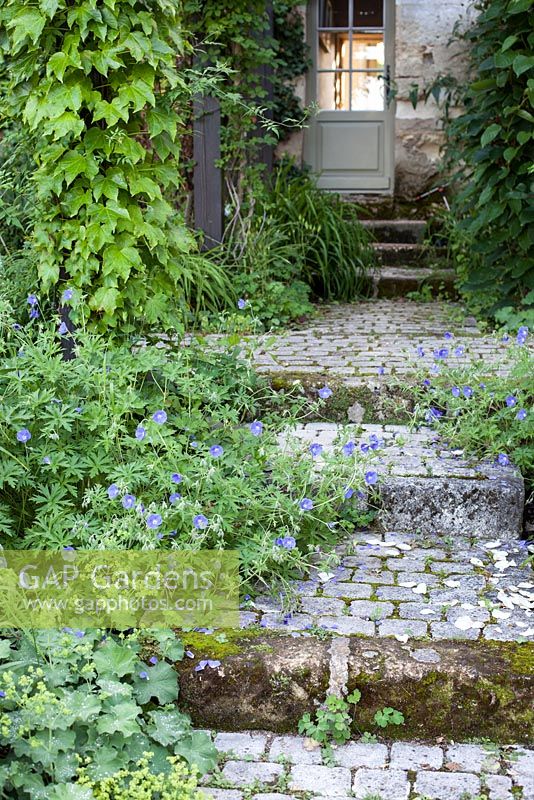 Geranium flowers covering old stone steps at Chateau in France