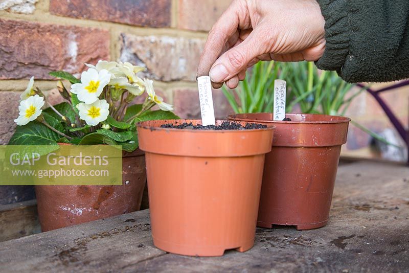 Adding plant label for Papaver orientale cuttings