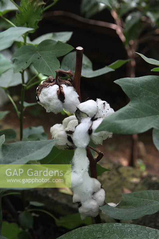 Gossypium spp Cotton close up of plant