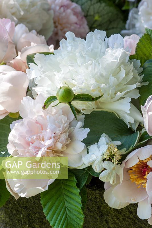 Detail of an arrangement with white and pale pink peonies