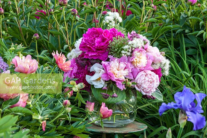 In a collector's garden, peony bouquet in a glass vase