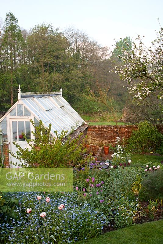 Greenhouse with spring planting including mature Malus blossom, Myotosis, Fennel, Honesty, mixed Tulipa including Tulipa 'Carnaval de Nice' - Vale End, Surrey
